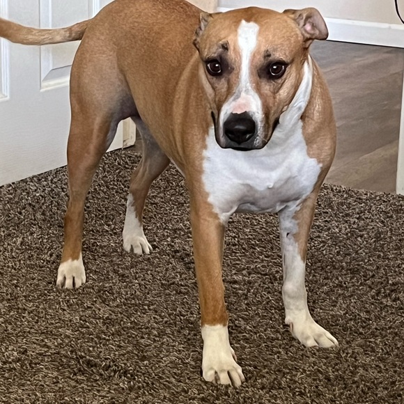 Meet your Posher, Lauren - Picture 3 of 7